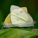 Illustration for article titled Male Butterflies Ejaculate, Female Butterflies Digest